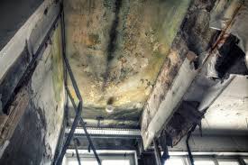 Best Emergency Mold Remediation  in Stevenson Ranch, CA